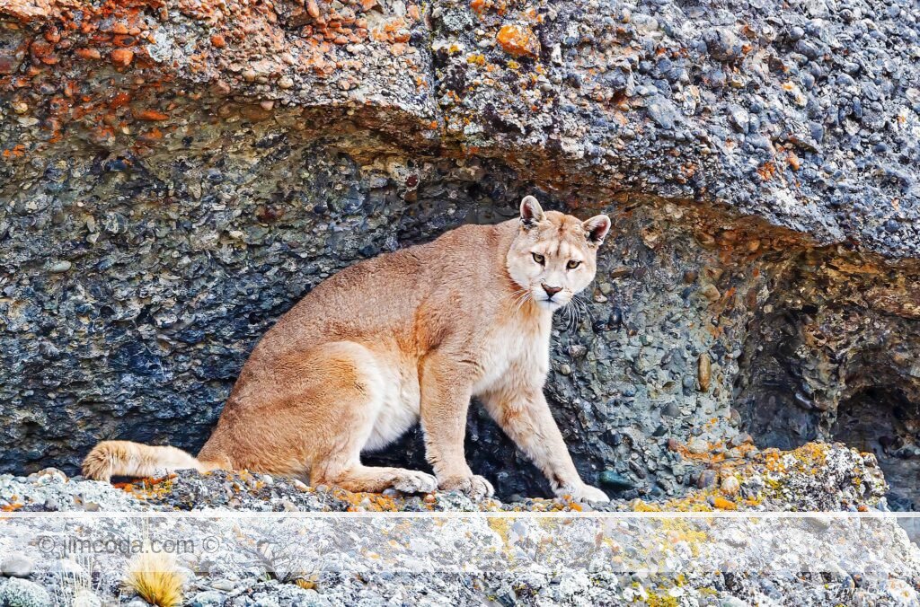 A puma sits in a shallow cave in Torres del Paine National Park in Chile.