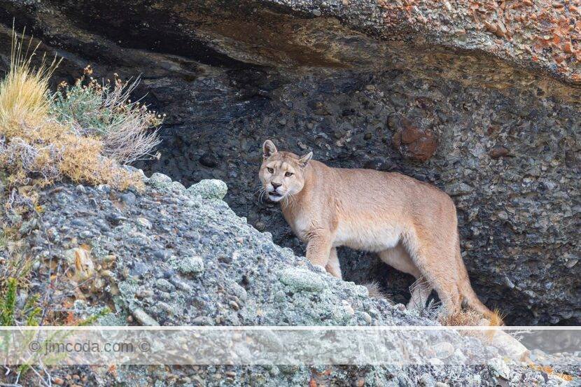 A puma stands at the entrance to a cave in Torres del Paine National Park.