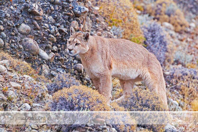 A puma makes its way across a hillside in Torres del Paine National Park.