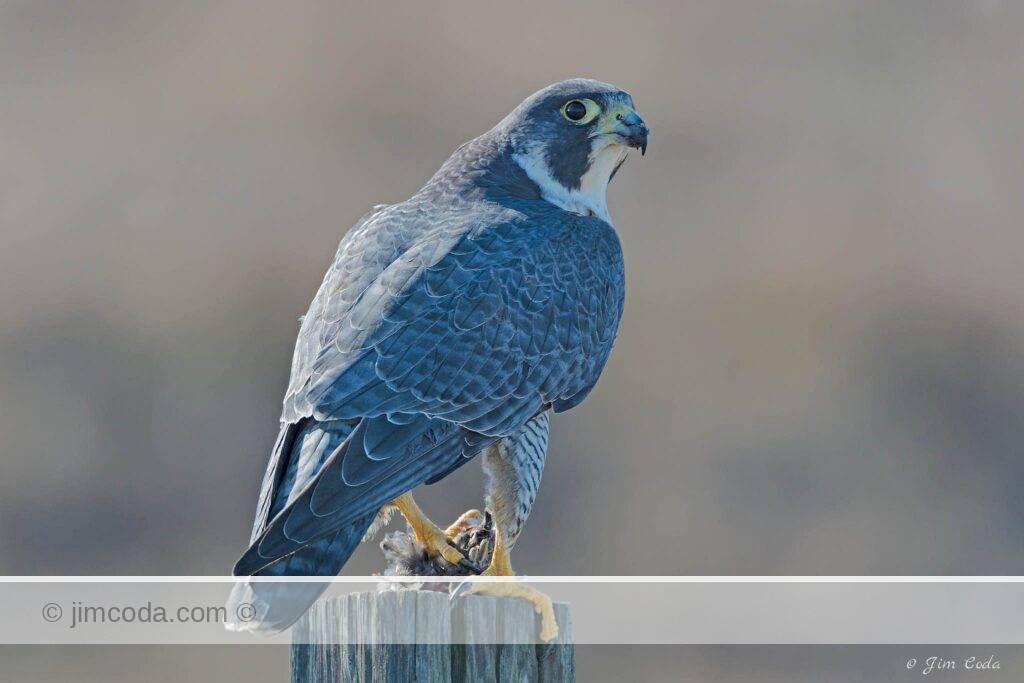 This adult peregrine was spotted and photographed while it was perched on a fence post eating a small bird. The photo shows the bird looking a bit more blue than I would expect, but I did a color correction on the photo and thi is what I got. The portion of the back and wing in the sun loks more gray like i would expect compared to the wing in the shade. I googled their feather coloring and got things like ""dark slate-blue back and wings." I also read they exist on all continents, except Antarctica, and that there are color variations.