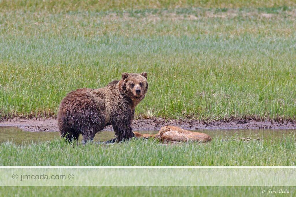A very large grizzly bear feeds on an elk carcass in a creek. in Yellowstone National Park.