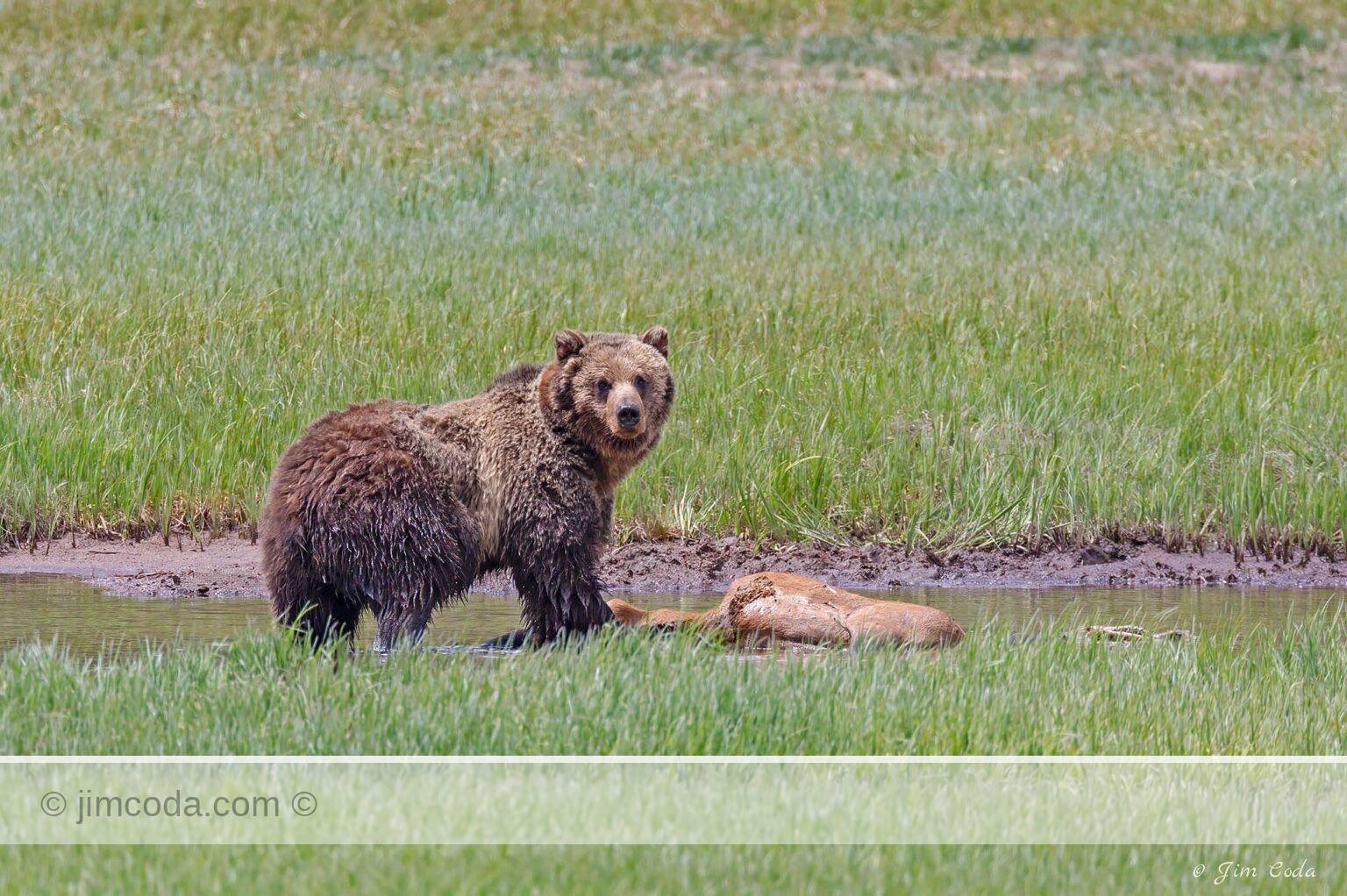 A very large grizzly bear feeds on an elk carcass in a creek. in Yellowstone National Park.