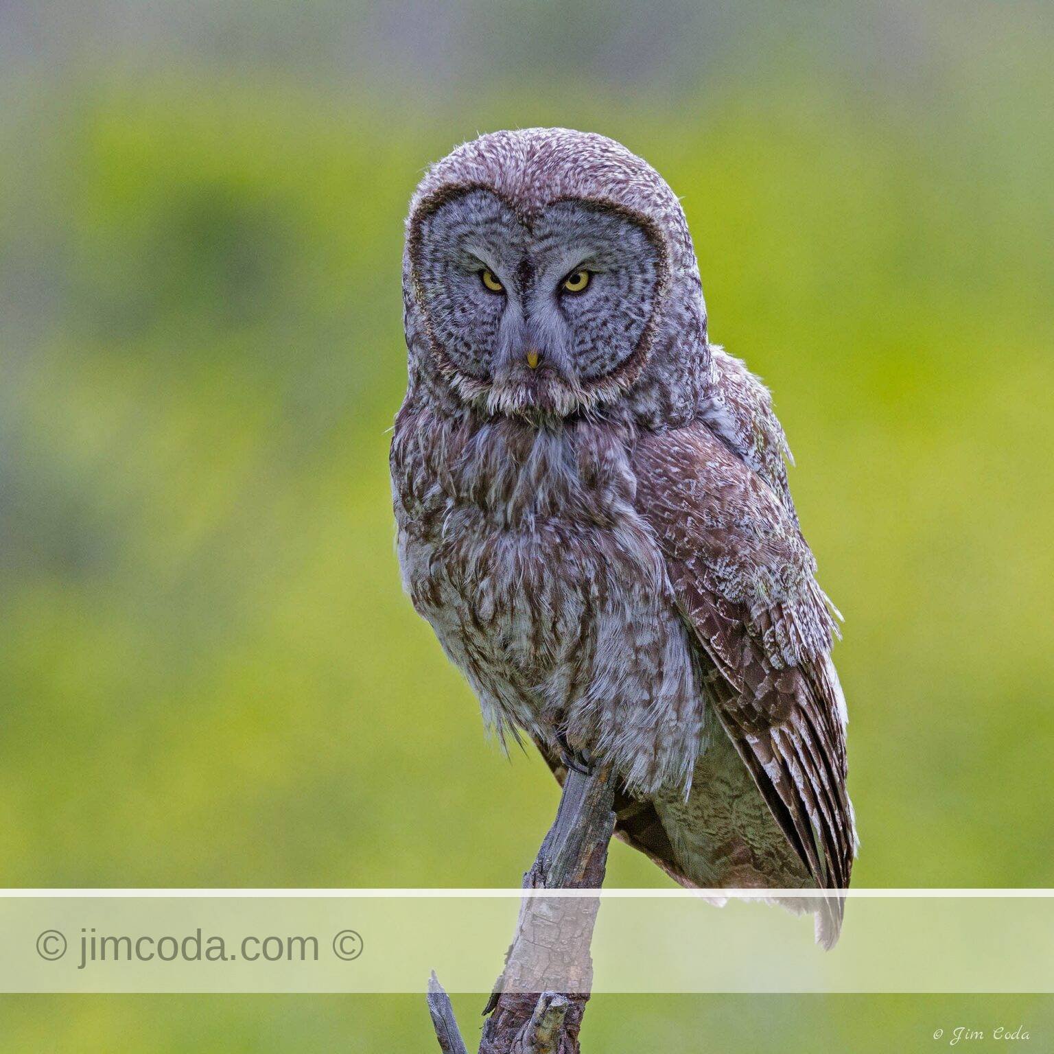 A great gray owl perches on a snag in Grand Teton National Park.