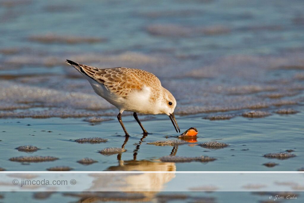 A sandpiper checks the remains of a shellfish for something to eat.