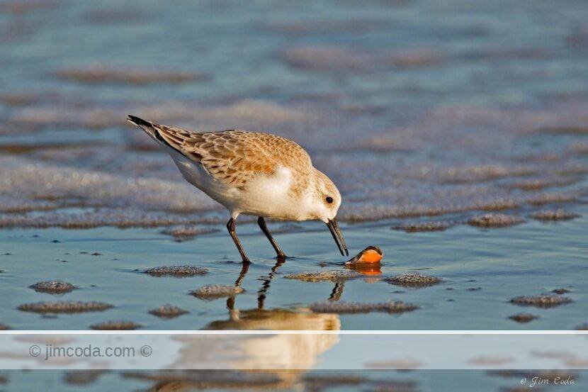 A sandpiper checks the remains of a shellfish for something to eat.