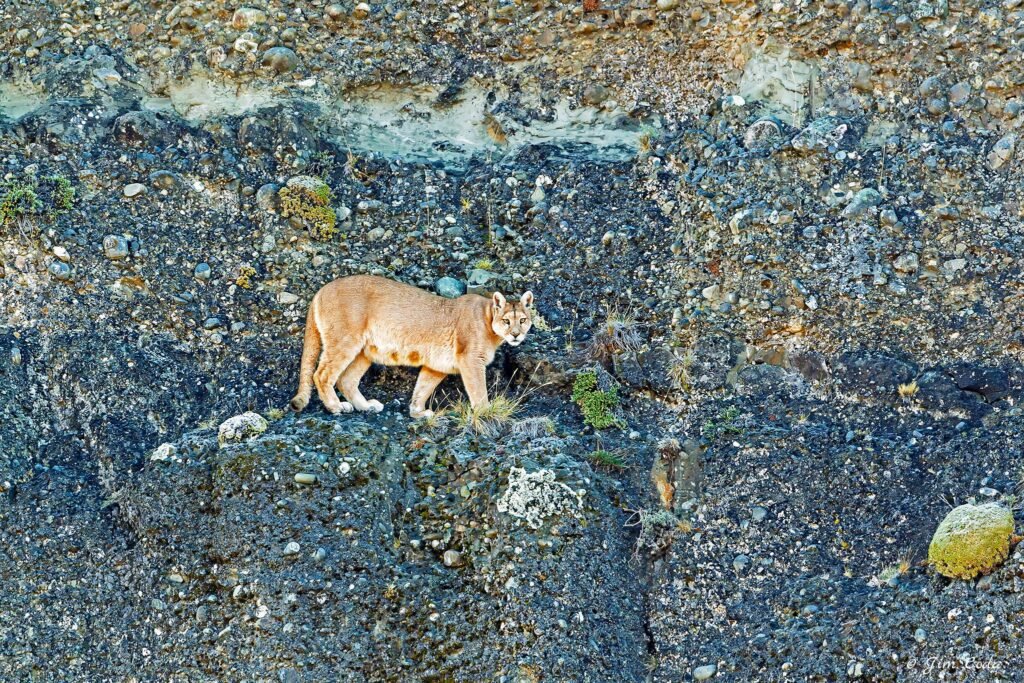A nursing puma walks across a steep cliff face. The geological history of the cliff face is interesting.