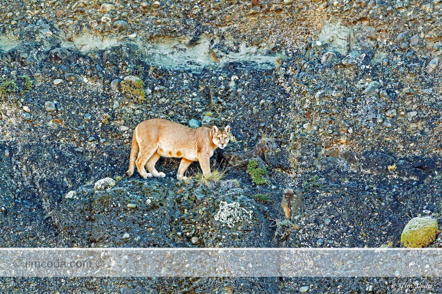 A nursing puma walks across a steep cliff face. The geological history of the cliff face is interesting.