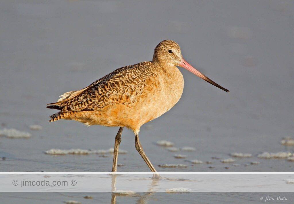 A marbled godwit hunts at Drake's Beach, Point Reyes National Seashore.