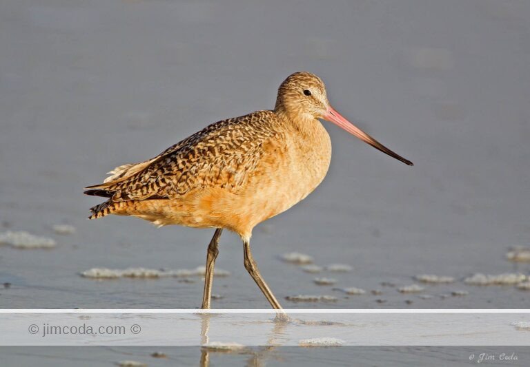 A marbled godwit hunts at Drake's Beach, Point Reyes National Seashore.