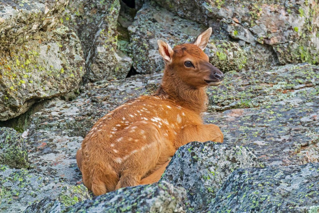 A newborn elk calf rests along the Madison River. Its mother fought off coyotes shortly before this photo was taken.