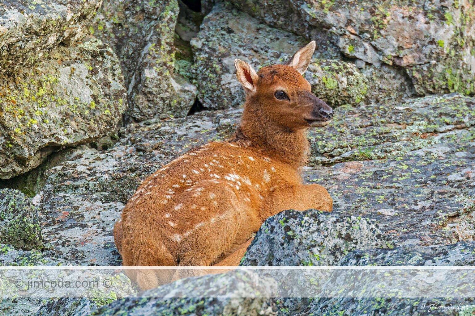 A newborn elk calf rests along the Madison River. Its mother fought off coyotes shortly before this photo was taken.