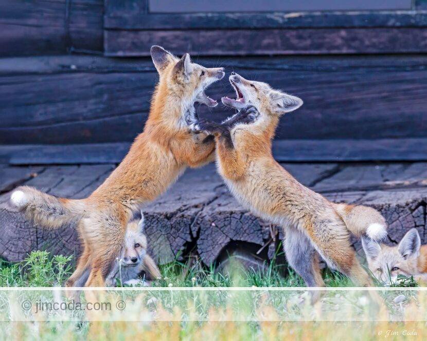 Two fox kits play-fight near their den in Grand Teton national Park.