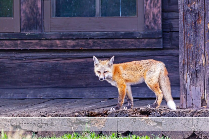 A red fox kit stands on the porch of an old cabin in Grand Teton National Park.