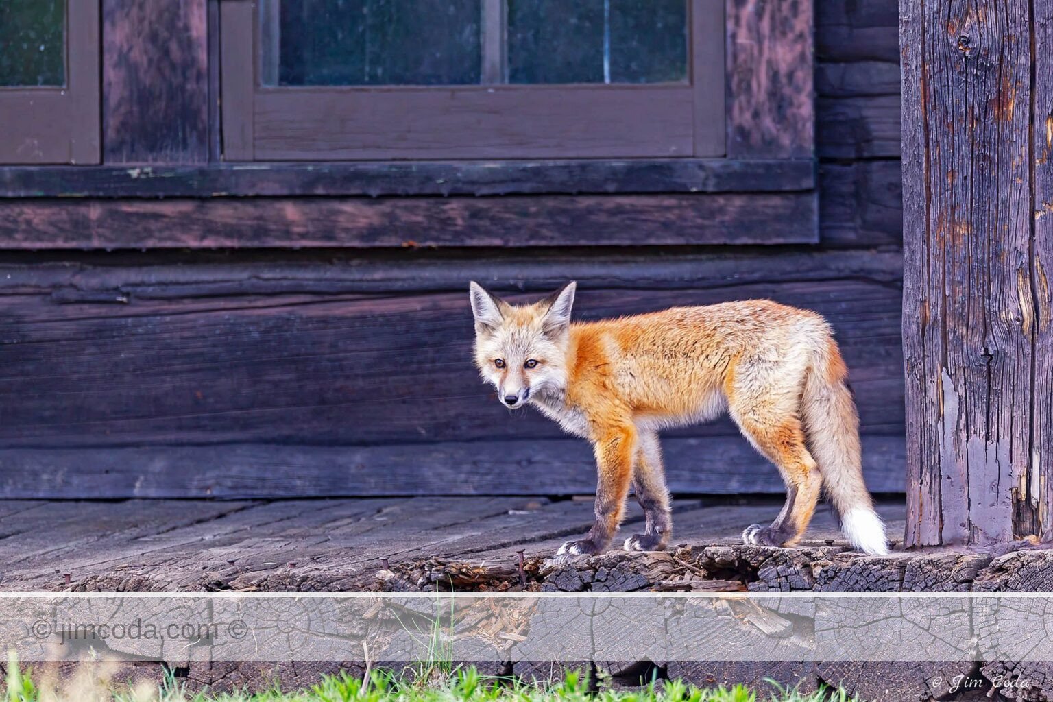 A red fox kit stands on the porch of an old cabin in Grand Teton National Park.
