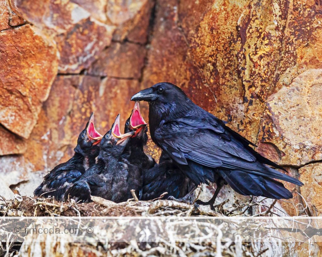 An adult raven visits the nest with several nestlings present.