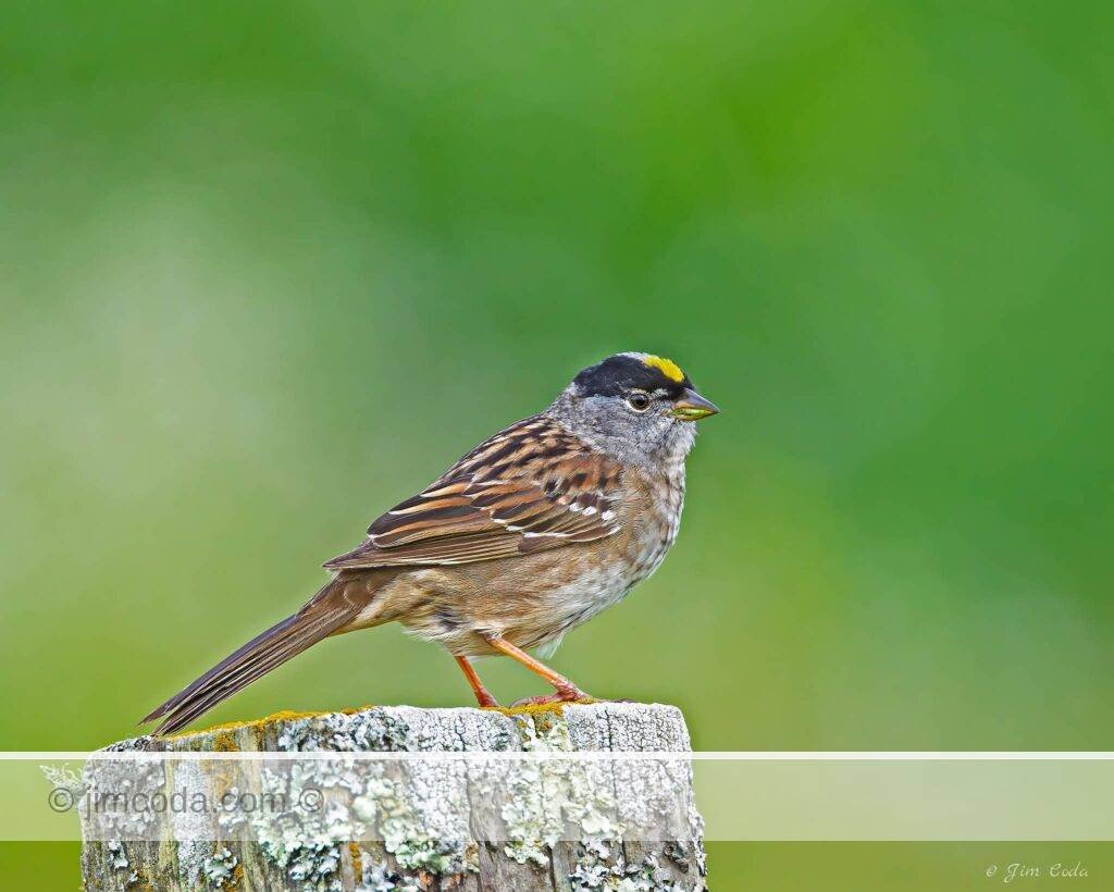 Photo of a golden-crowned sparrow on a fence post.