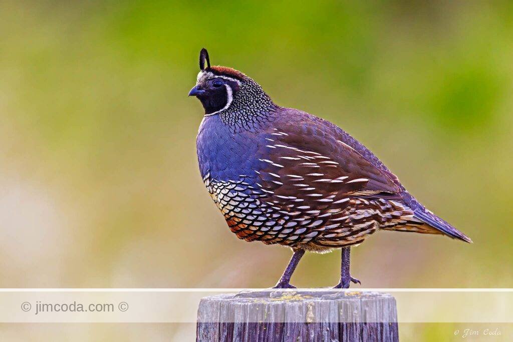 A male California Quail poses on a fence post.