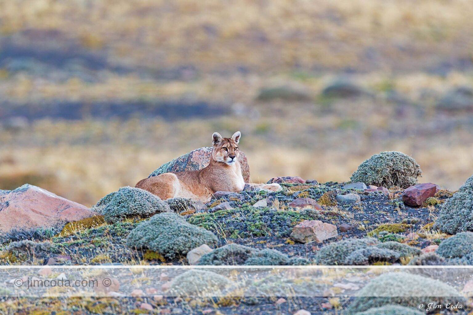 A puma rests at dusk in Torres del Paine National Park, Chile.