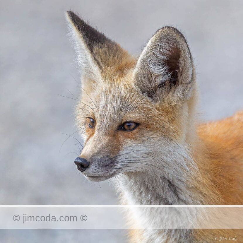 A red fox kit stops for a portrait photo in Grand Teton National Park.