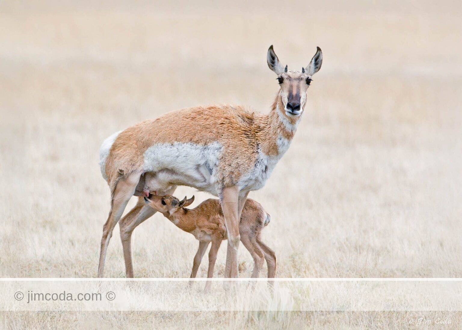 A pronghorn mom nurses her fawn near the north entrance to Yellowstone National Park.