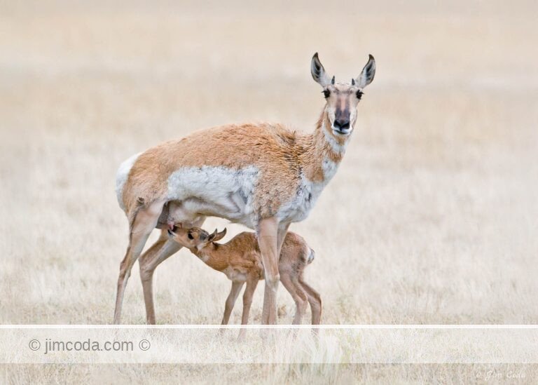 A pronghorn mom nurses her fawn near the north entrance to Yellowstone National Park.