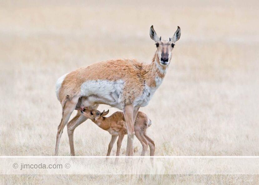 A pronghorn mom nurses her fawn near the north entrance to Yellowstone National Park.