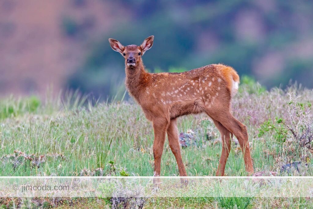An elk calf looks at the camera near Mammoth Hot Springs.