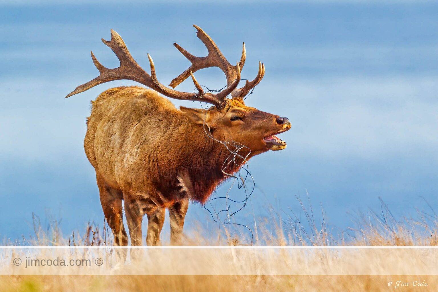 Tule Elk is caught in barbed-wire, Point Reyes National Seashore.