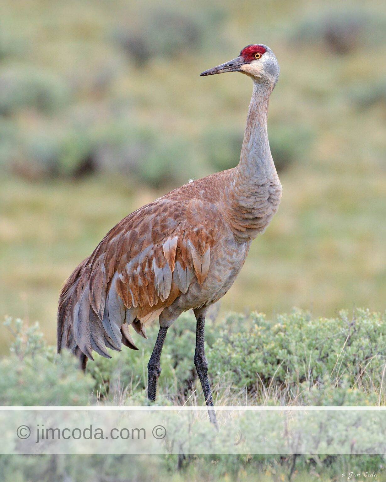 A sandhill crane hunts near Blacktail Pond.