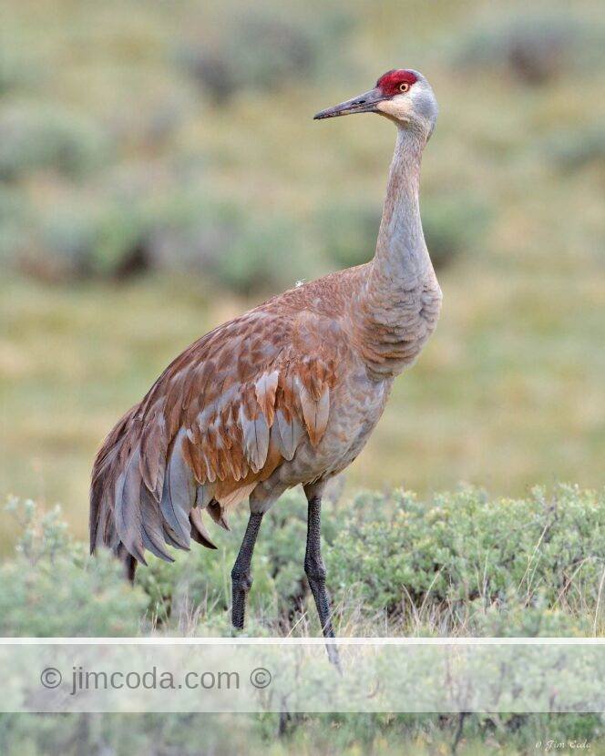 A sandhill crane hunts near Blacktail Pond.