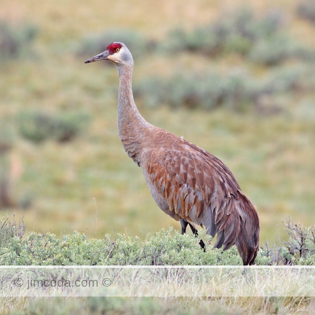 A sandhill crane walks through sage near Tower Falls.