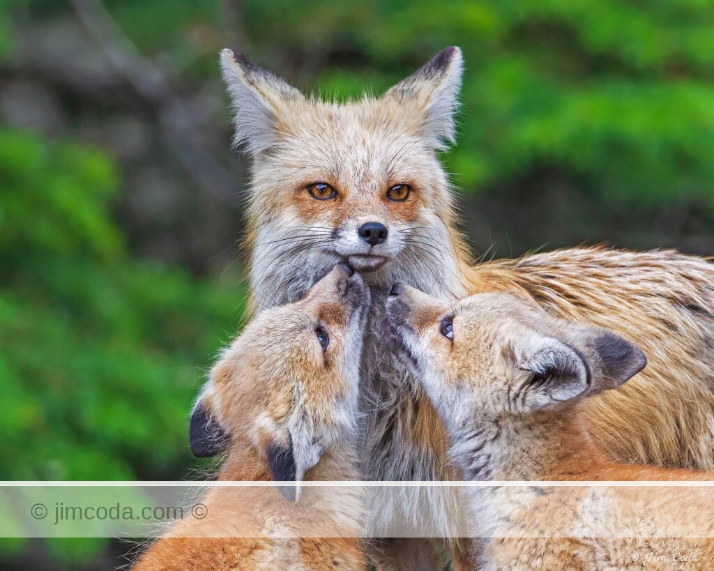 Two red fox kits seek attention from mom in Yellowstone National Park.