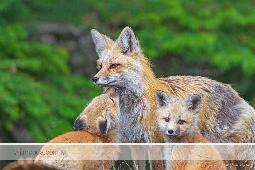 Two red fox kits with their mom in Yellowstone National Park.