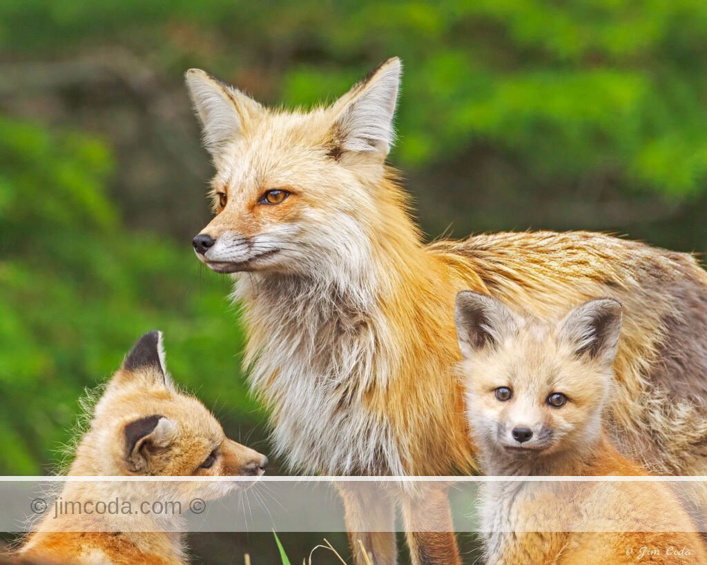 Red fox kits wonder where their dinner is when mom arrives. Shot in Yellowstone National Park.