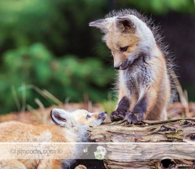 Two fed fox kits play near the northeast entrance to Yellowstone National Park .