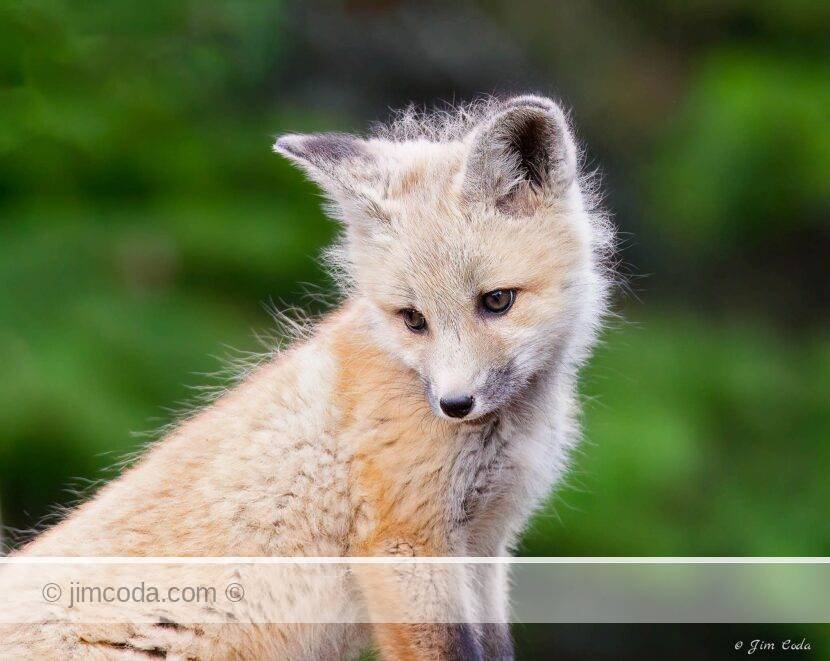 A red fox baby daydreams near its den on the east side of Yellowstone National Park.