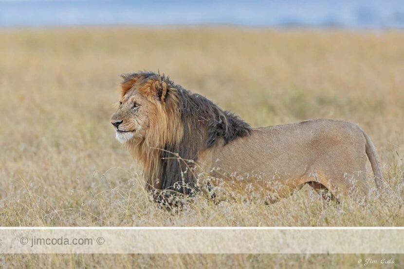 A male African lion looks over his territory. Serengeti National Park, Tanzania.