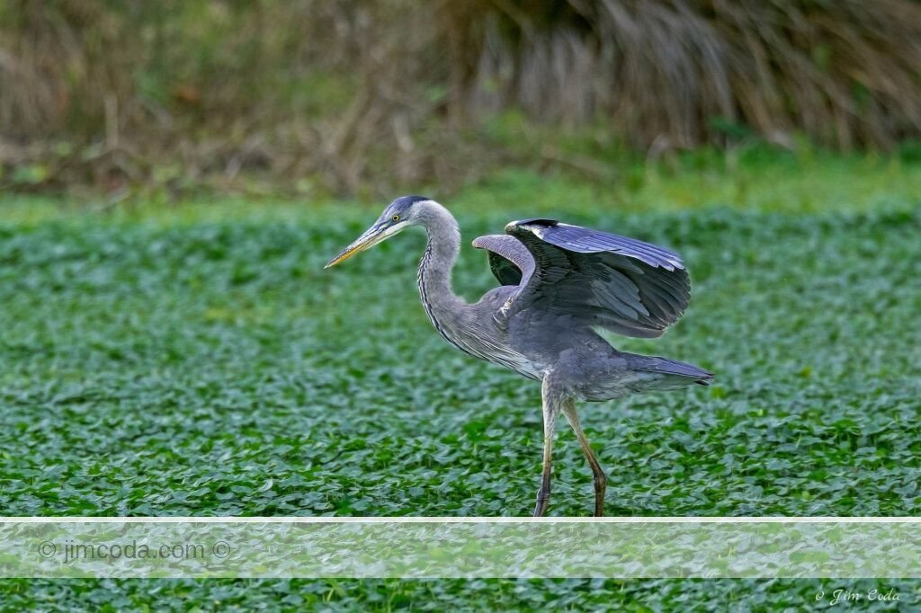 A great blue heron lands in a pond in Point Reyes National Seashore.
