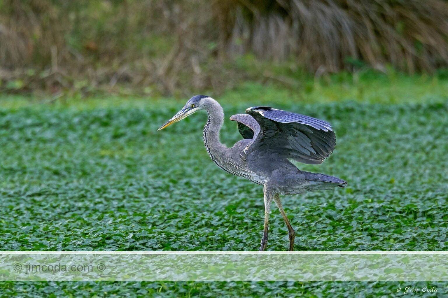 A great blue heron lands in a pond in Point Reyes National Seashore.
