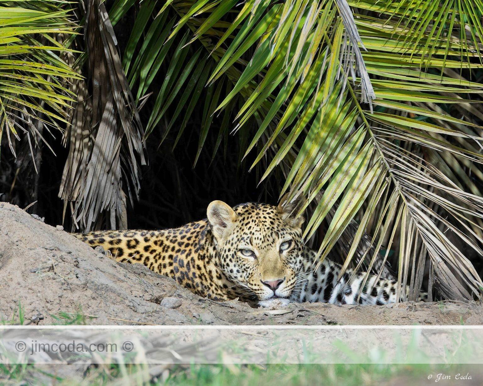 A mother leopard lies in some cover with a young cub in Serengeti National Park, Tanzania.