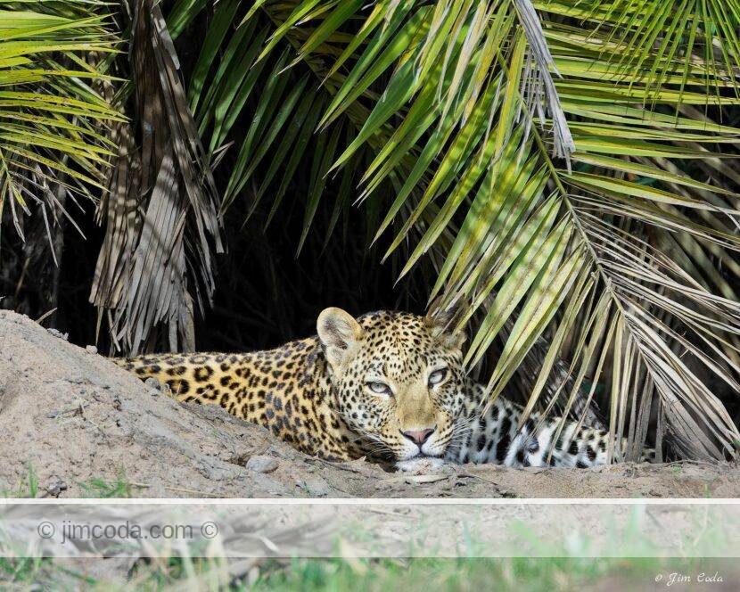 A mother leopard lies in some cover with a young cub in Serengeti National Park, Tanzania.