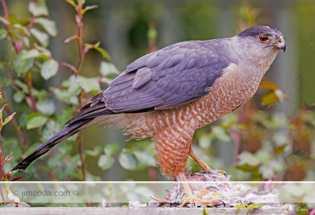 This Cooper's hawk was photographed eating what I believe was a mourning dove in my backyard in Petaluma, California. At least I think it is a Cooper's hawk. Sharp-shinned hawks look much the same but are smaller.