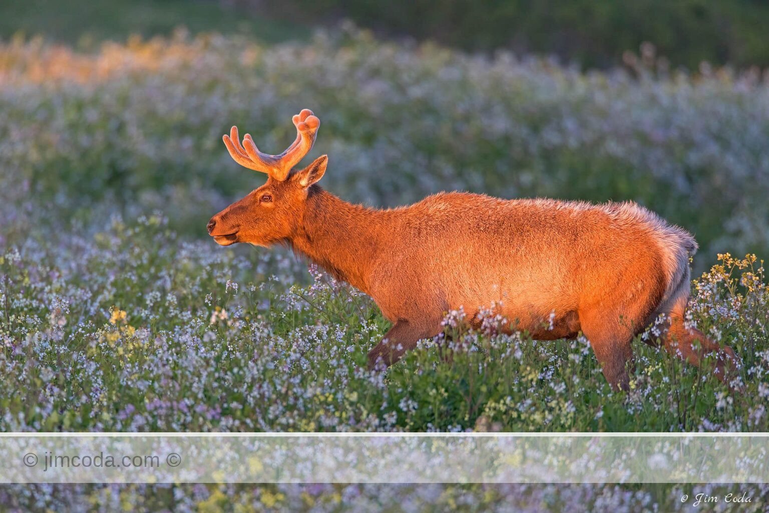 A bull tule elk grazes as the sun sets in the elk enclosure at Tomales Point.