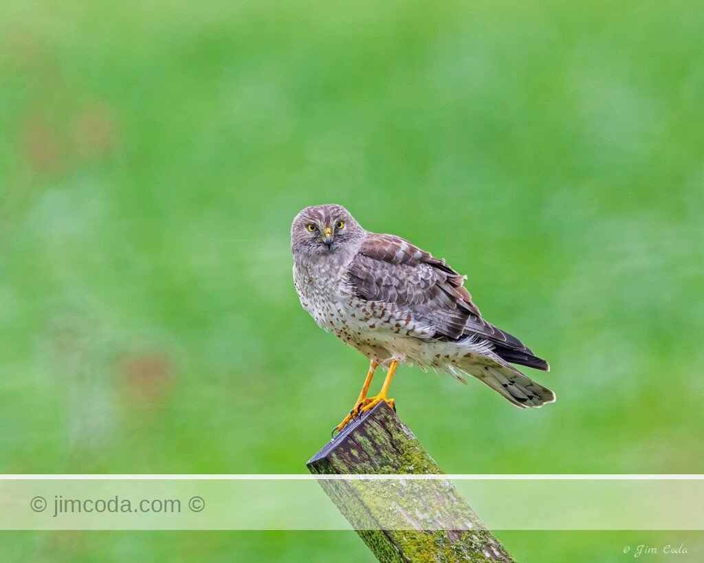 A Northern Harrier perches on a fence post in Point Reyes National Seashore.
