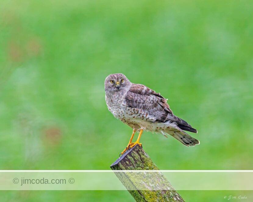 A Northern Harrier perches on a fence post in Point Reyes National Seashore.