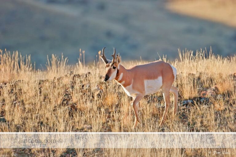 A pronghorn is seen in some strong backlight along the Old Yellowstone Trail.