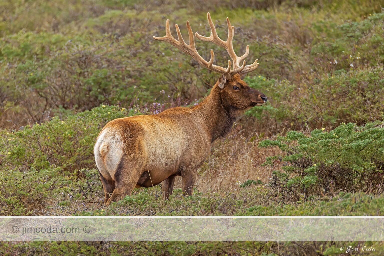 A bull elk, its antlers covered in velvet, stands in an area of grasses, forbs and brush in the elk reserve area of Point Reyes National Seashore.