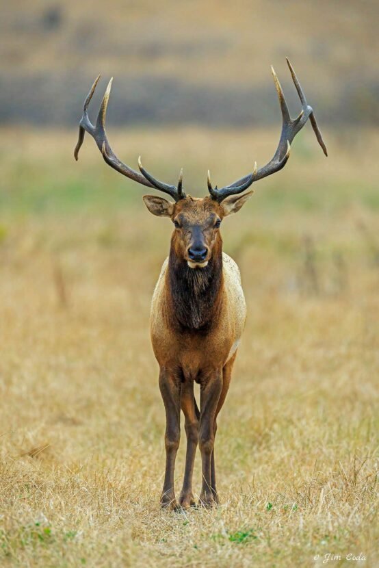 A bull elk in rut in Point Reyes National Seashore.