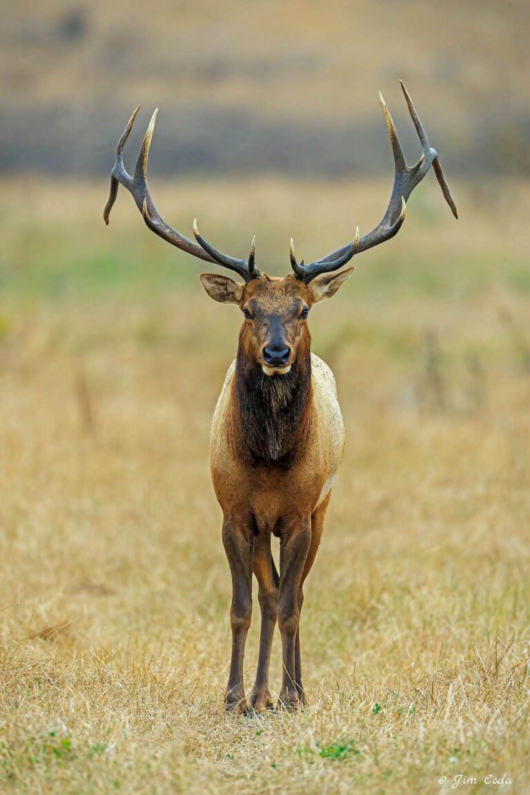 A bull elk in rut in Point Reyes National Seashore.