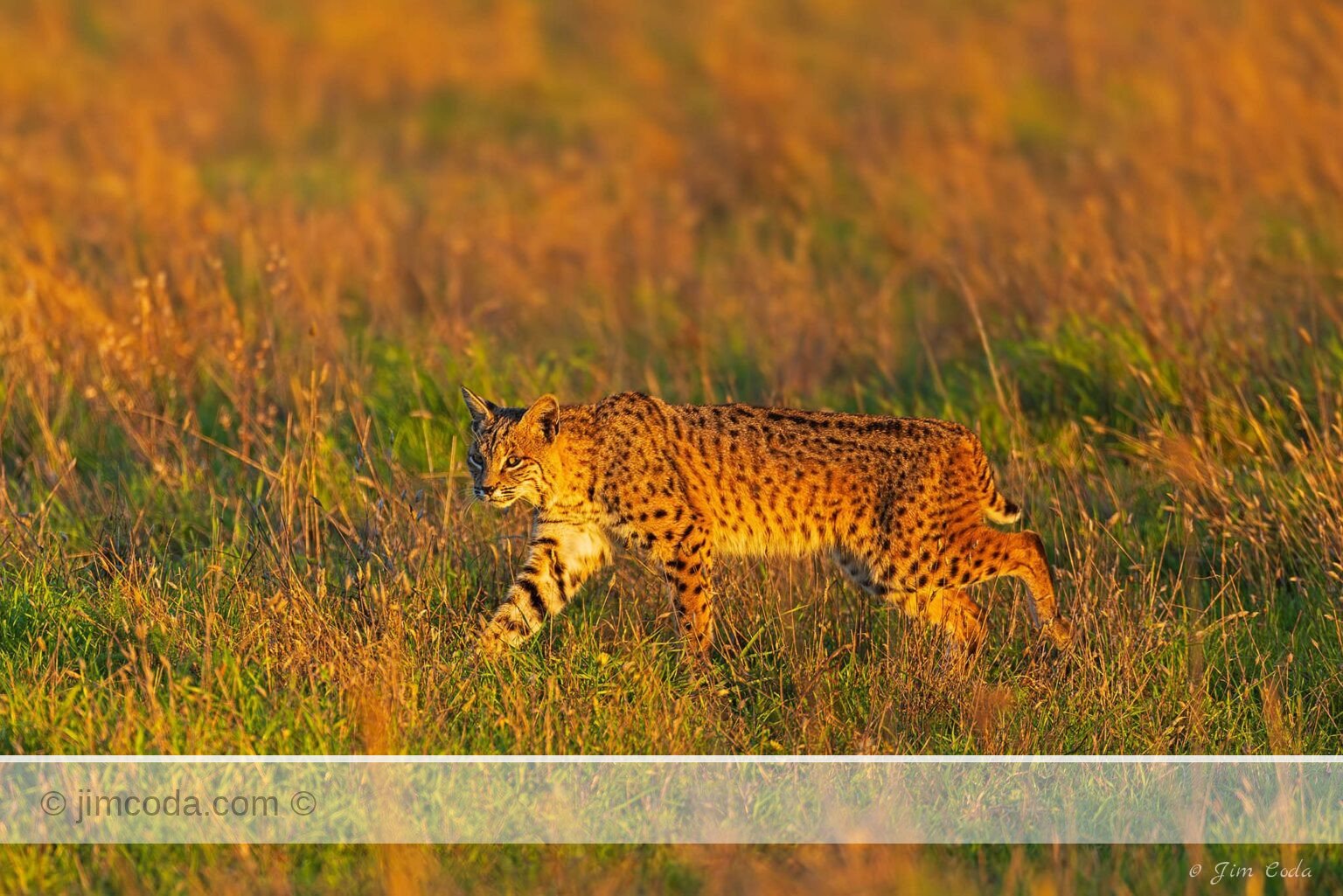 A bobcat moves across a pasture at sunset in Point Reyes National Seashore.